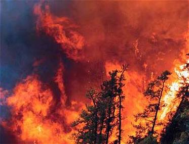 Forest Fire